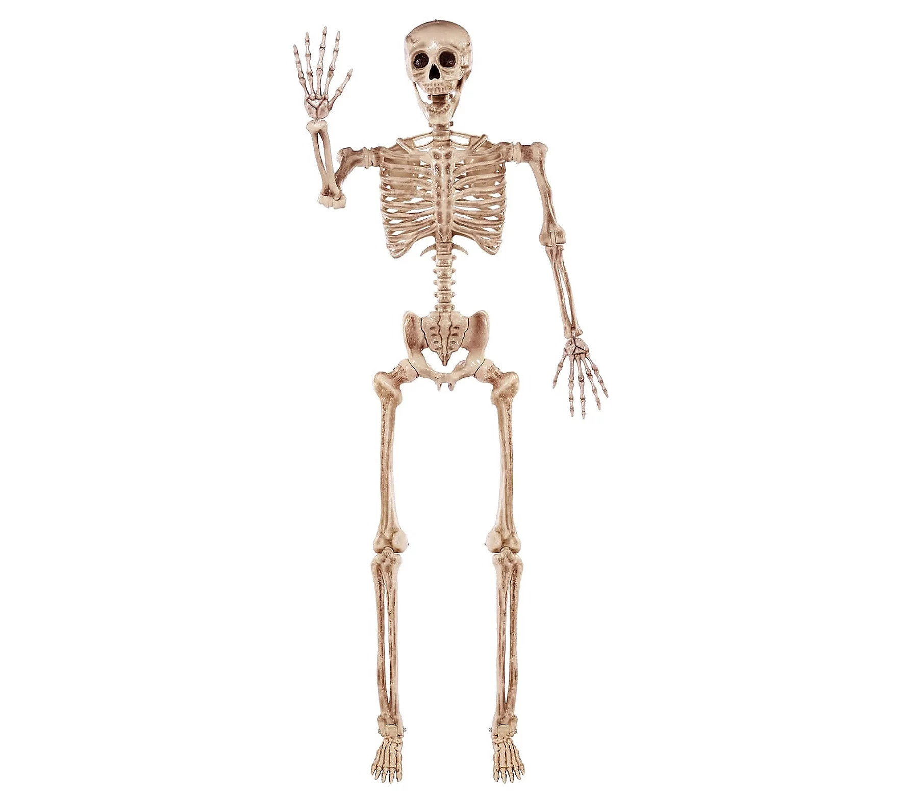 Syncfun 5.6 FT Halloween Posable Body Skeleton | QVC
