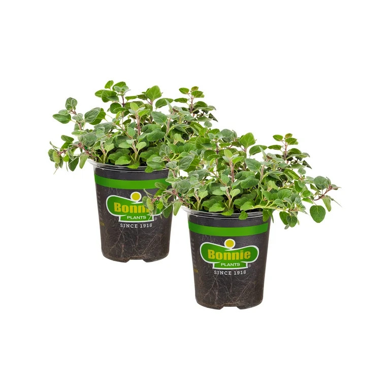 Bonnie Plants Greek Oregano 19.3 oz. 2-Pack | Walmart (US)