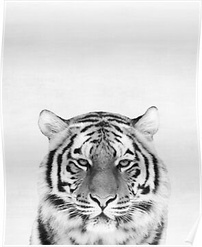 Tiger Poster | RedBubble US