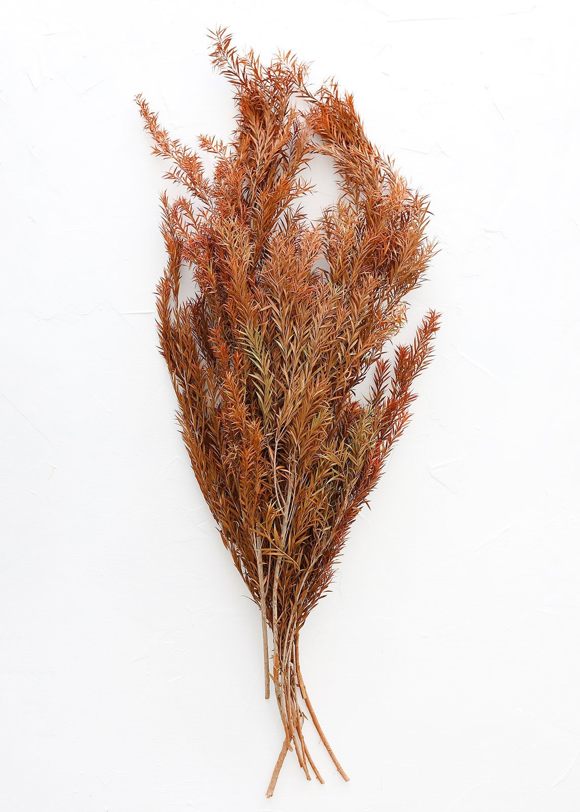Terracotta Preserved Melaleuca Bracteata Leaf Bundle - 20-28" Tall | Afloral (US)