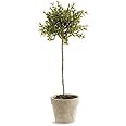 Napa Home & Garden Thyme Topiary 13" | Amazon (US)
