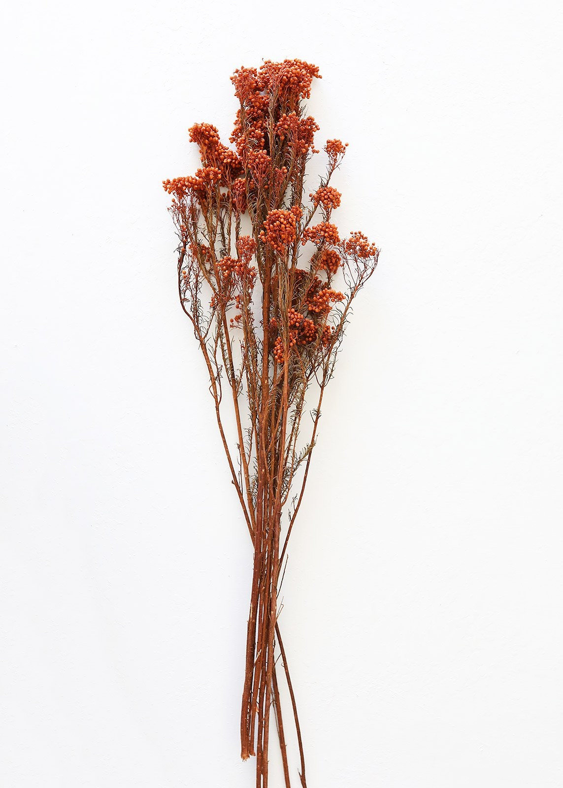 Terracotta Preserved Rice Flower - 18-26" Tall | Afloral (US)