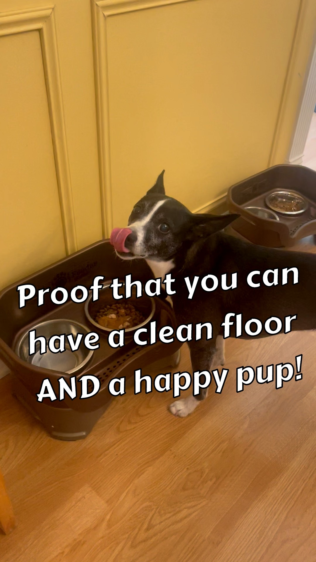 Raise your hand if your dog eats like it’s a sport! 🙋‍♀️

We switched to the Neater Feeder Express and it’s been a total game-changer for keeping our feeding area clean and dry.

✨ Why I love it:
• Spilled food stays up top 🦴
• Water drains below 💧
• Stainless steel bowls = easy to clean
• Raised design = better posture + digestion for small dogs

It’s even dishwasher-safe and made in the USA 🇺🇸 — my kind of practical pet upgrade!

Tap the link to shop the Neater Feeder Express and finally say goodbye to soggy floors 👋🐾

🛍️ #LTKhome #LTKpet #petmoms #dogfeedingstation #neaterfeeder #cleanhomehappydog



#LTKFindsUnder50 #LTKPets #LTKHome