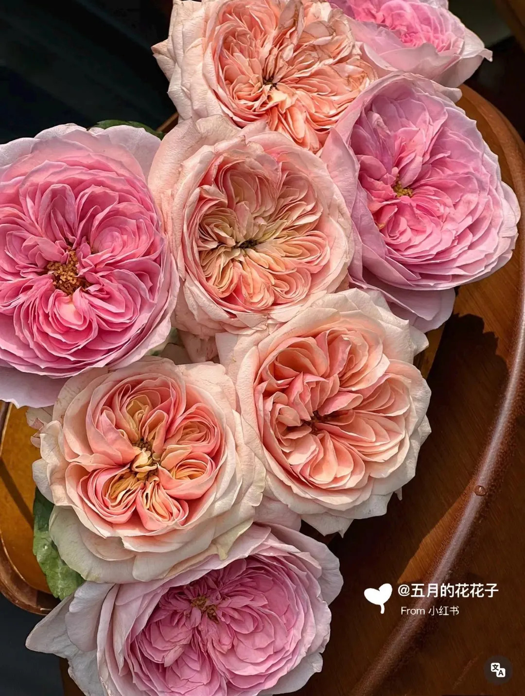 Springfield Whispers — Rare Rose Live Plant — Fresh Fragrance — Romantic Pink Cream Blend ... | Etsy (US)