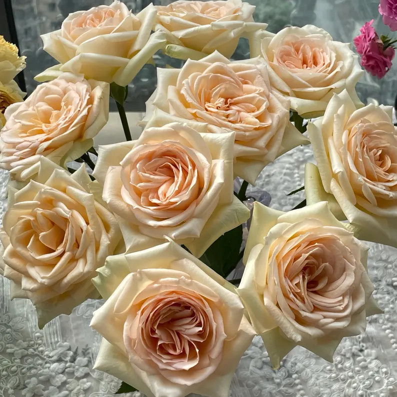 Rose Princess Maya. Cut rose. Rose plant. | Etsy (US)