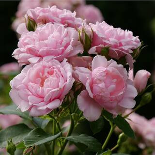 4.5 in. Qt. Reminiscent Pink Rose (Rosa x) with Pink Flowers | The Home Depot