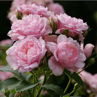 PROVEN WINNERS 4.5 in. Qt. Reminiscent Pink Rose (Rosa x) with Pink Flowers ROSPRC2227800 - The H... | The Home Depot