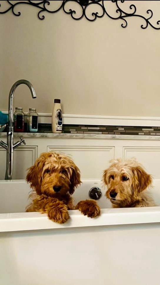 These two LIVE for bath time 🛁💦
The second they hear the word “bath,” it’s a full-on doodle dash to the tub! 😂🐾
It’s their spa day, and honestly… they might enjoy it more than I do!

If your pups are just as obsessed with bath time, I’ve linked our favorite grooming must-haves—from gentle shampoos to the best no-slip tub mat and the fluffiest towels 🐶🧼👇

✨ Tap to shop all our bath-time essentials
#DogMomLife #BathTimeFun #DoodleLove #LTKpets #LTKhome