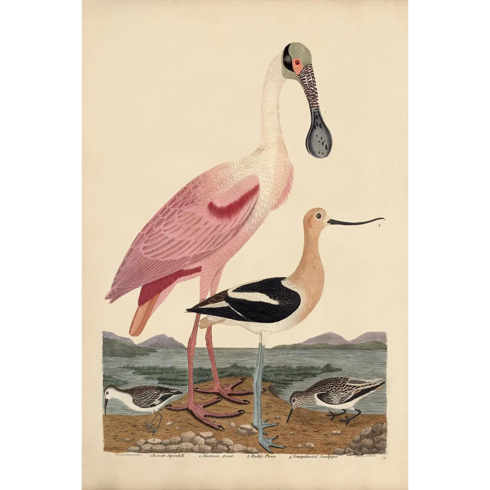 Early American Poster, Spoonbill and Shore Birds 24x36 Inches | Chairish