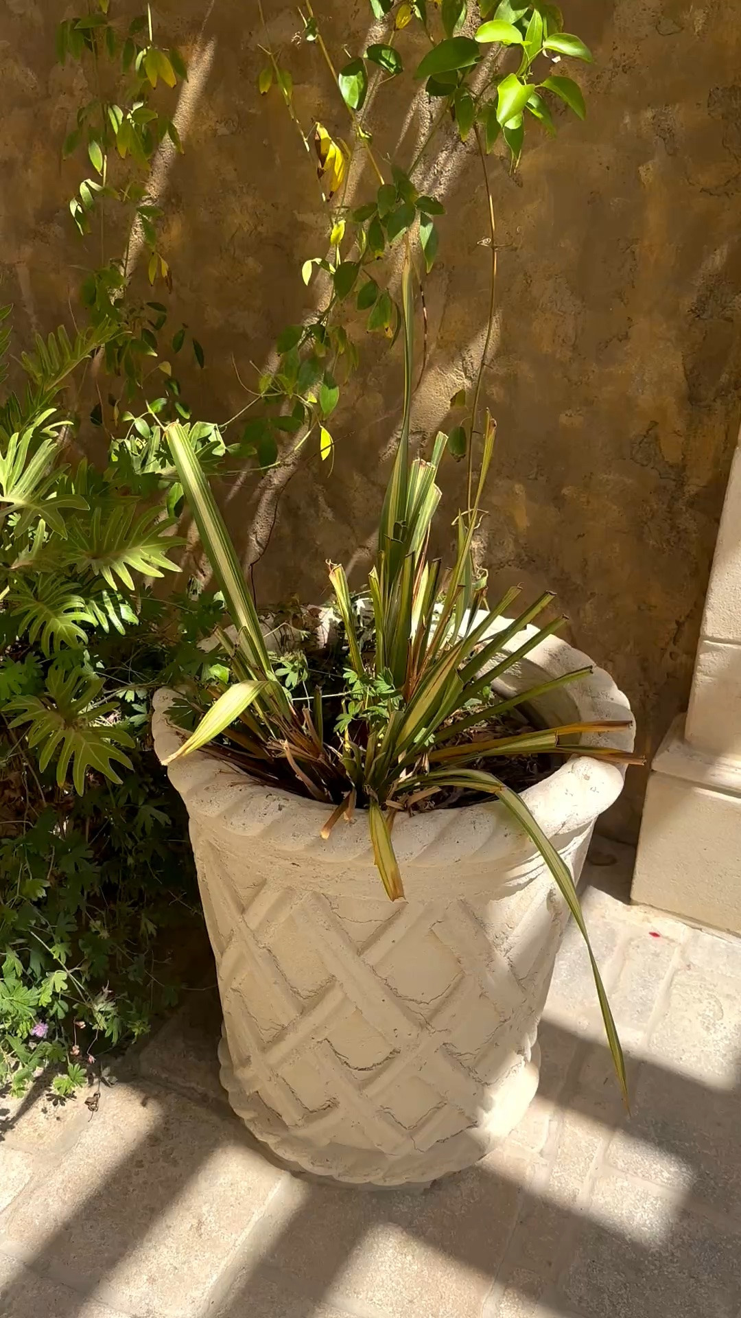 Summer is still going strong. ☀️🌿

I love how a Mediterranean-inspired outdoor planter can instantly bring that relaxed, resort-like feeling to a patio or garden. The organic shape, natural texture, and sculptural presence add so much warmth while still feeling polished and timeless.

Such an easy way to refresh an outdoor space now and carry that relaxed Mediterranean mood through the rest of the season. And with the Labor Day sales happening, it’s a great time to update those outdoor details.

#LaborDaySale #OutdoorPlanter #MediterraneanStyle #MediterraneanDecor #OutdoorDecor #PatioDecor #GardenDecor #OutdoorLiving #ResortStyle #OutdoorStyling #Planter #GardenStyle #LTKHome #LTKSaleAlert

#LTKdayinmylife #LTKHome #LTKSaleAlert