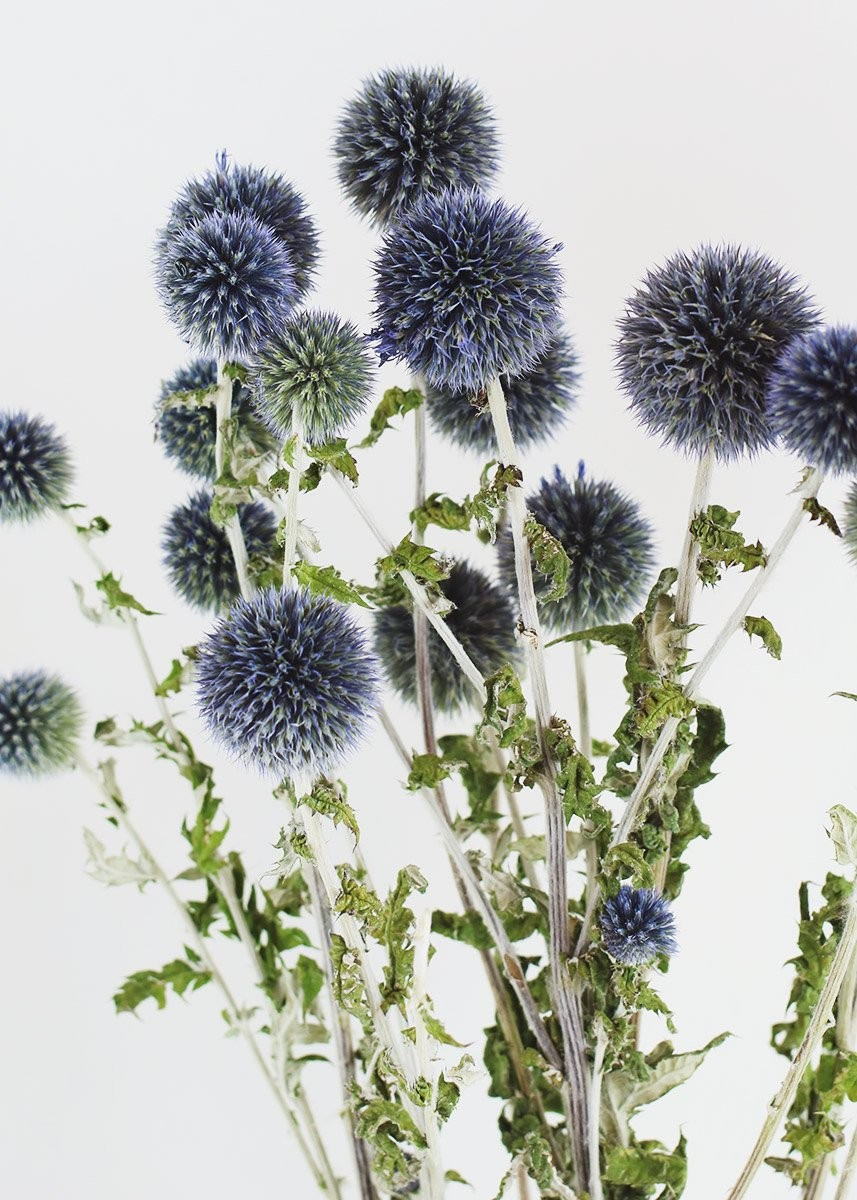Dried Echinops Globe Thistle in Blue Green | Afloral (US)