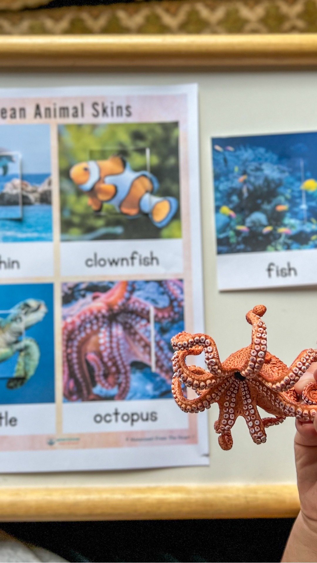 Coral reef study Montessori, cultural activity, toddler, friendly

#LTKdayinmylife #LTKKids #LTKBaby