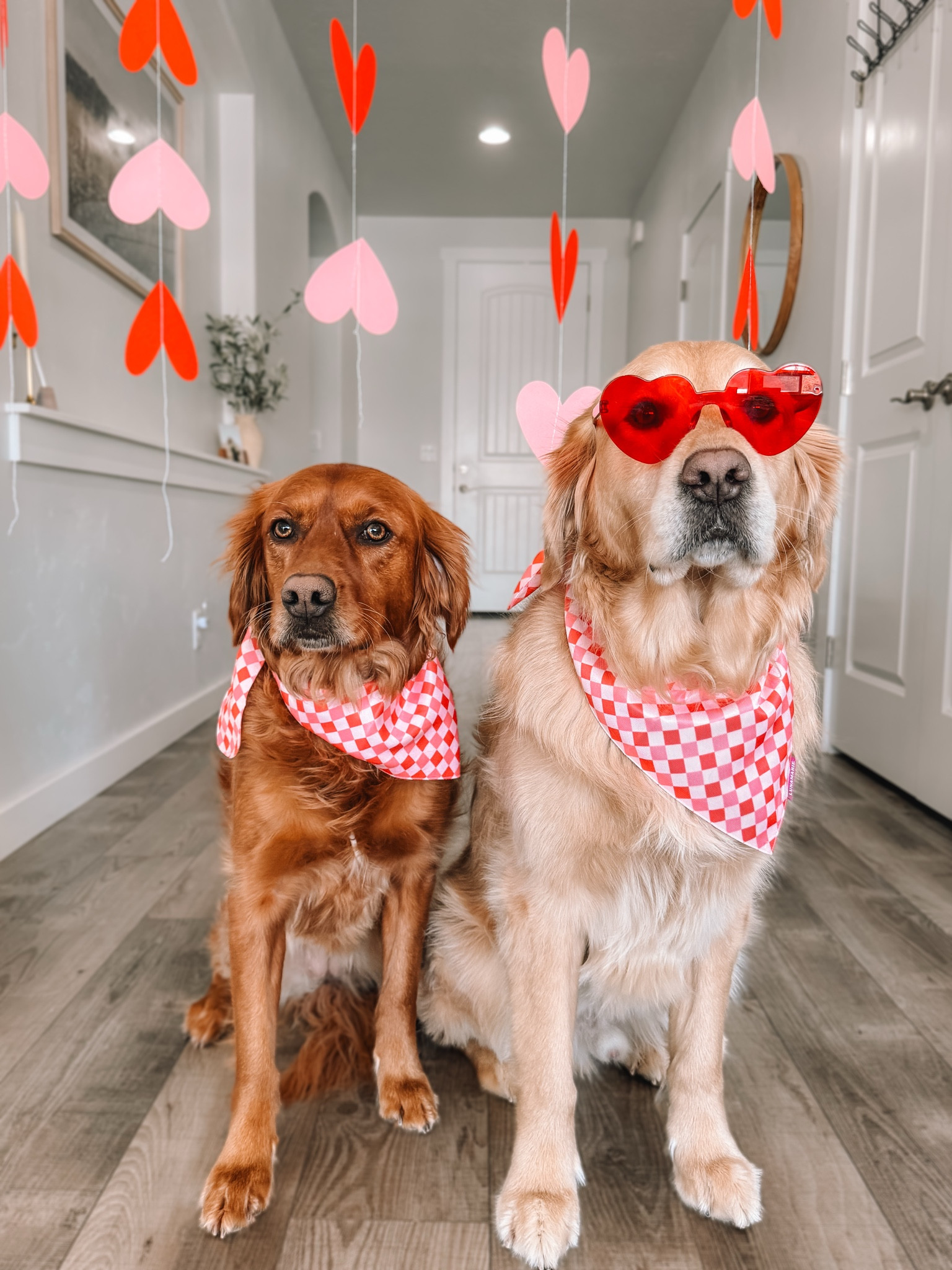 💕💐❤️💌

#LTKPets