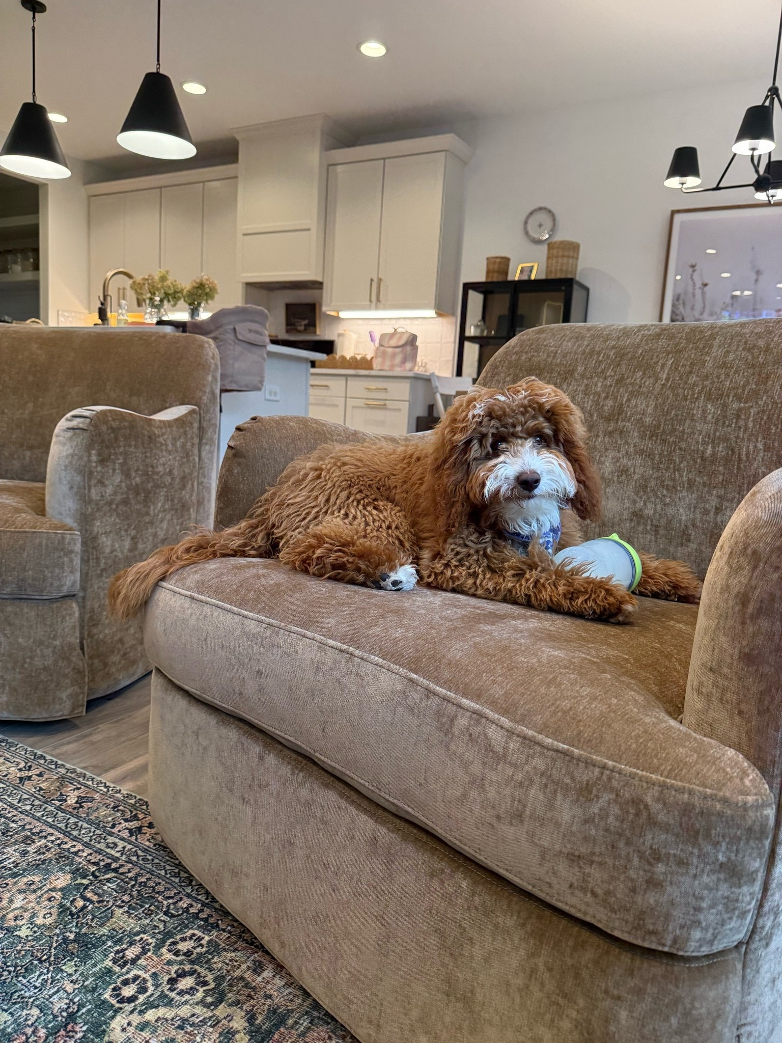 Even our puppy approves of our new chairs!