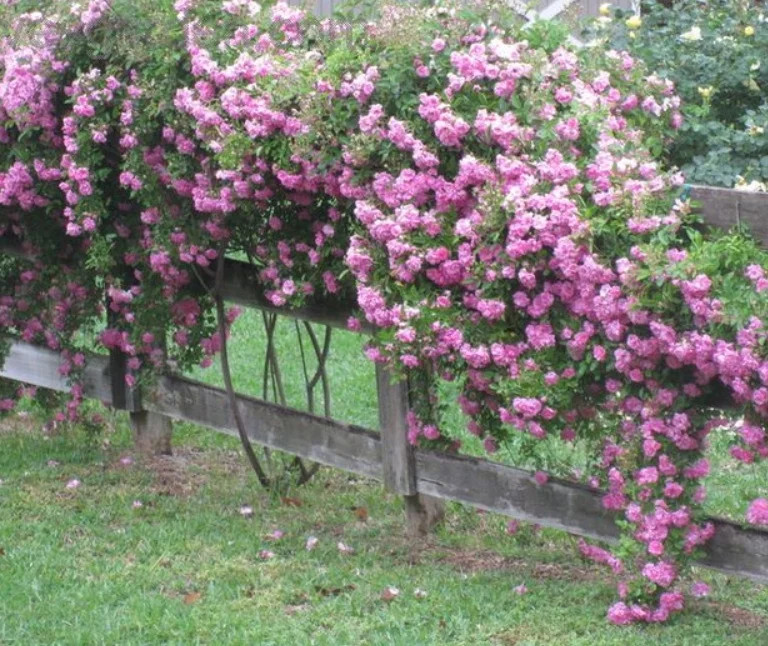 peggy martin climbing rose own rooted plant. It will bloom in spring | Walmart (US)