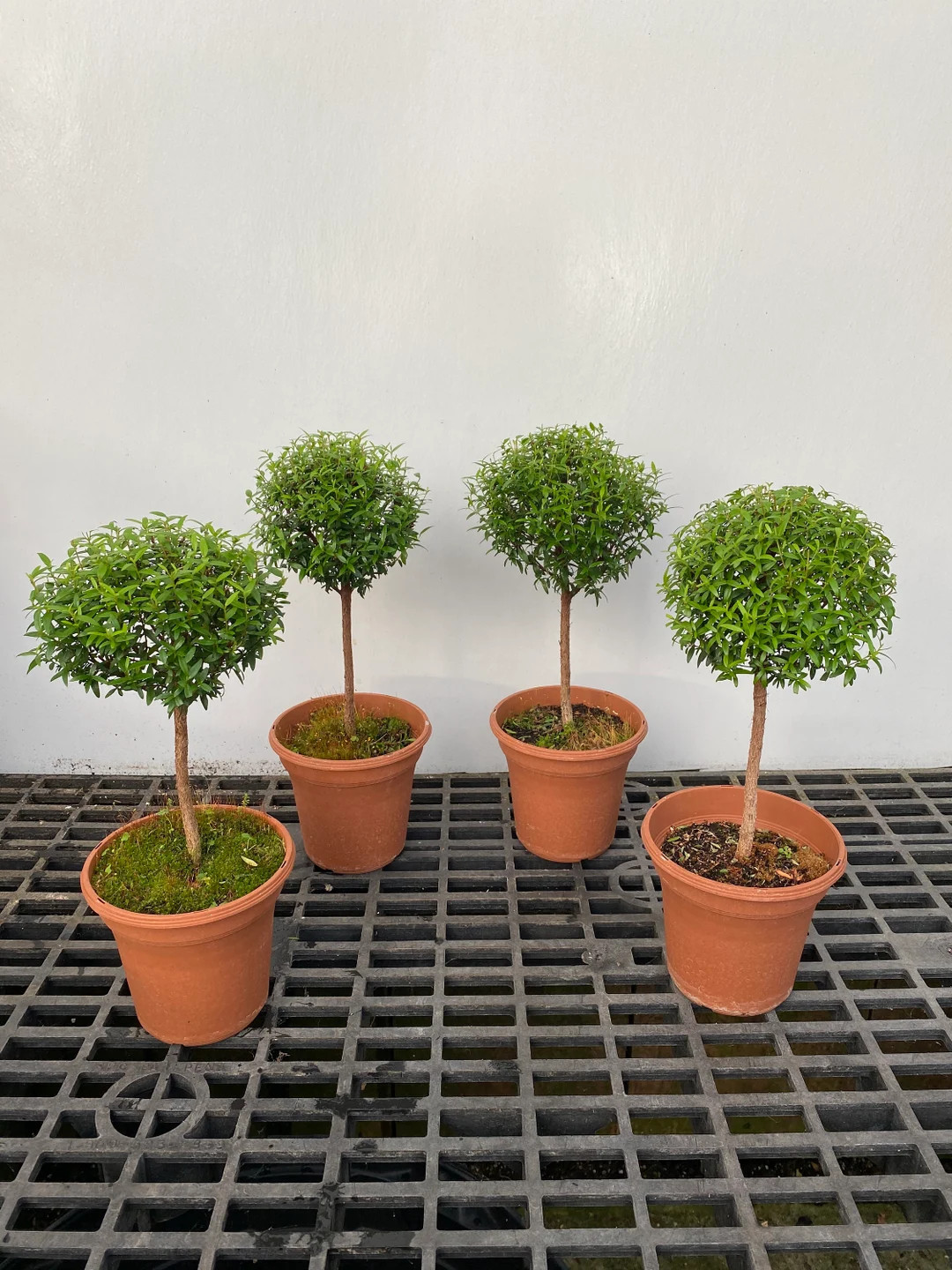 Myrtle topiary 4 pack 6" pots 14"-20" tall | Etsy (US)