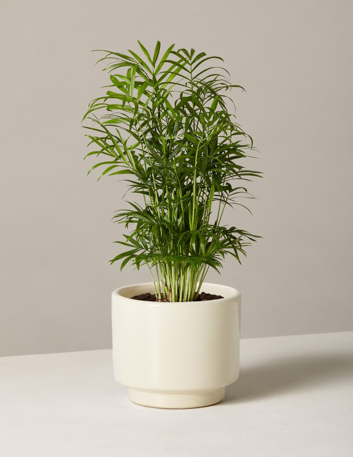 Parlor Palm | The Sill