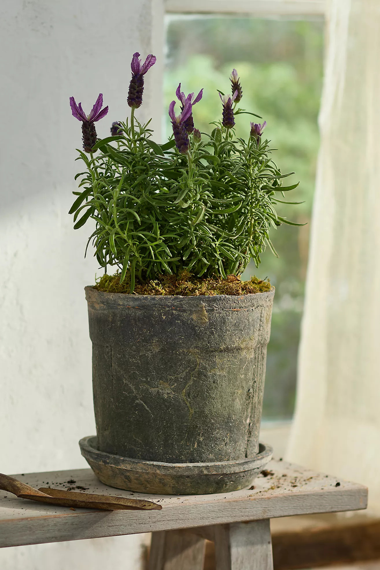 Earth Fired Clay Wide Rim Pot + Saucer Set | Terrain