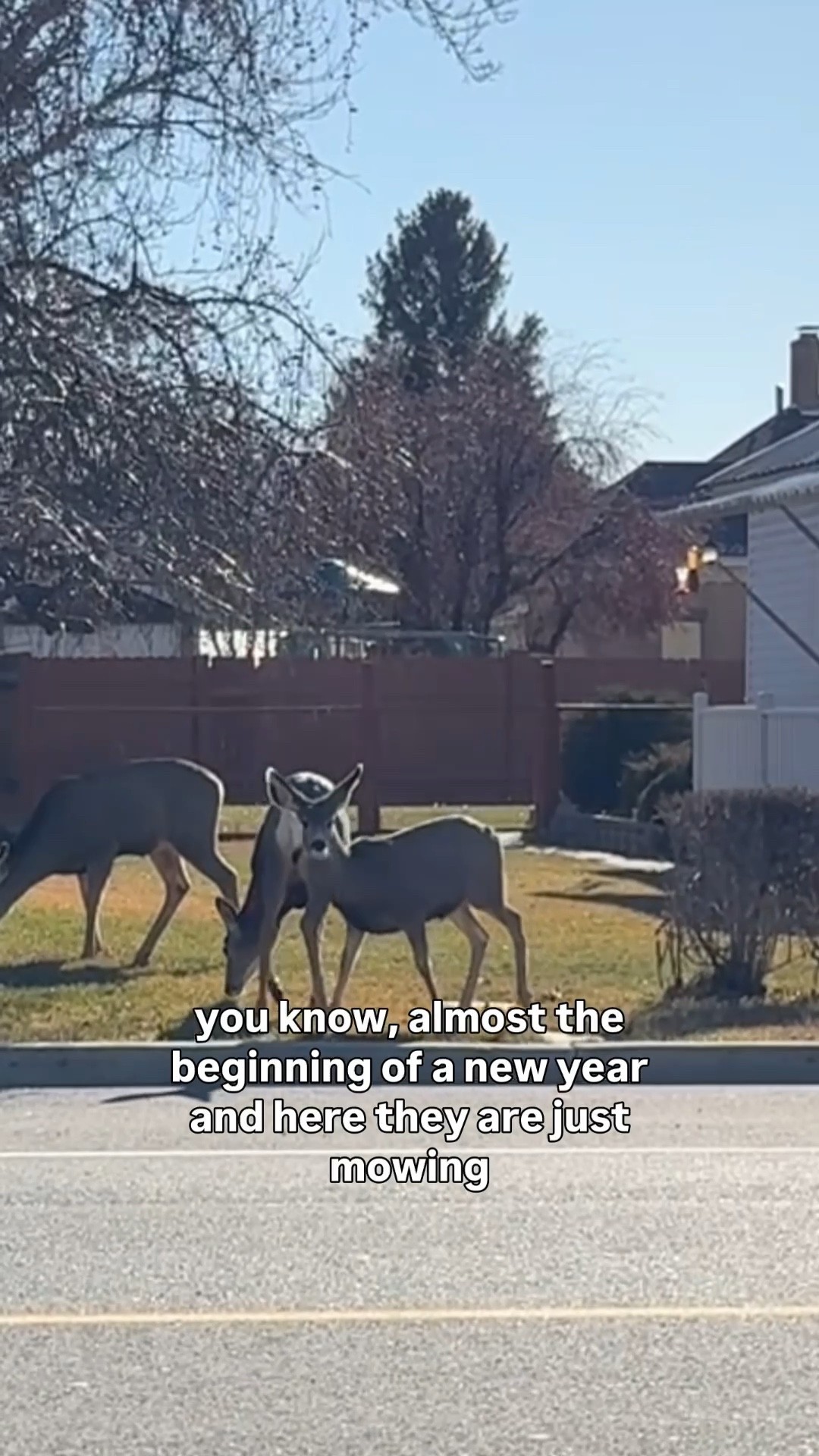 It’s Monday morning and these deer are just chillin’ 


#LTKdayinmylife