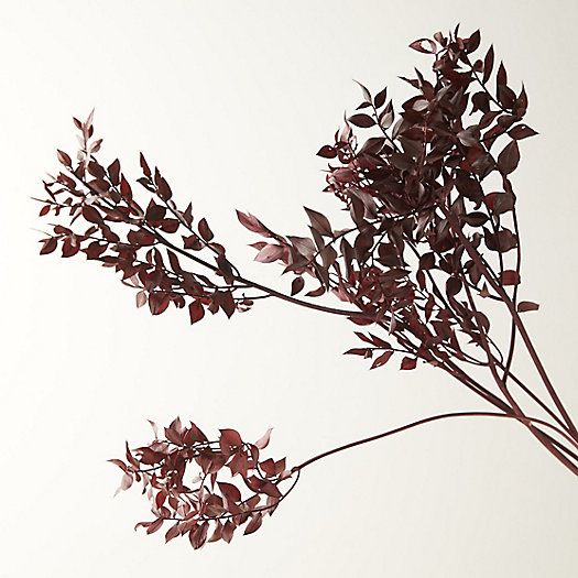 Preserved Ruscus Bunch, Burgundy | Terrain