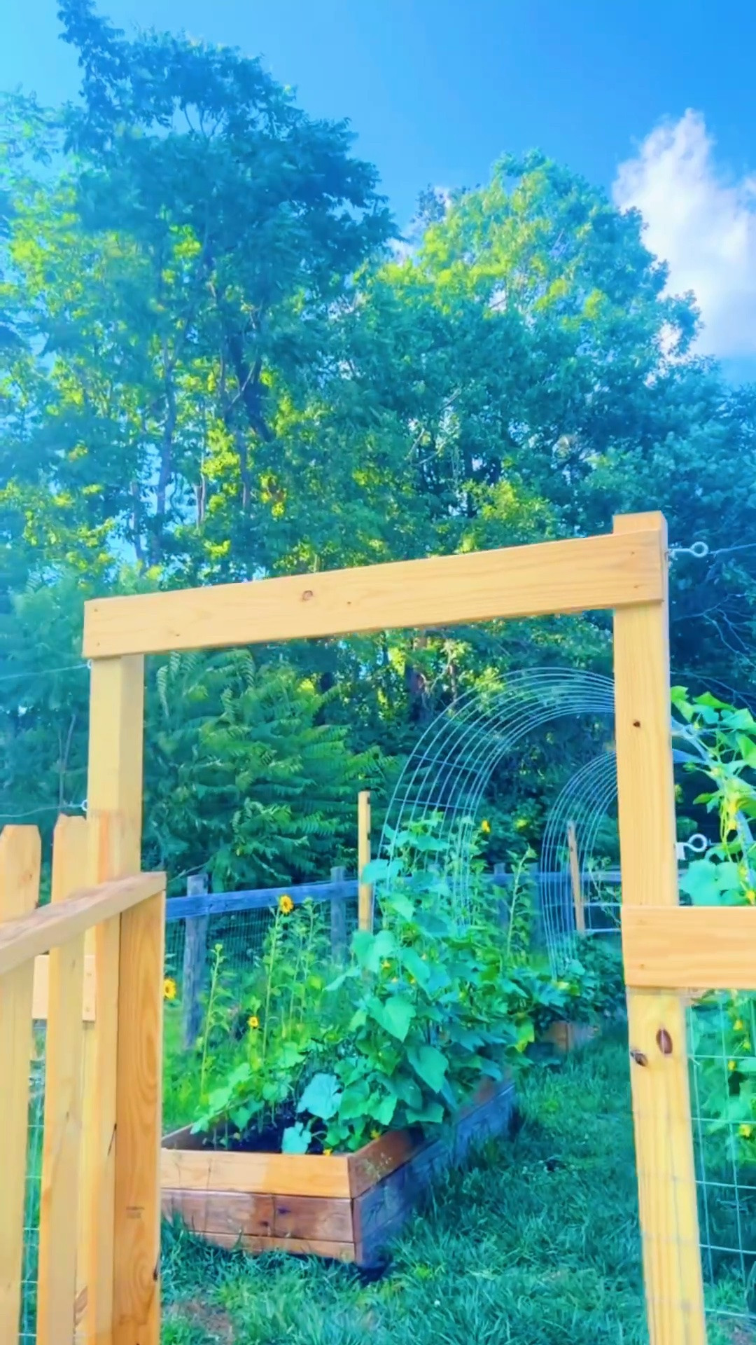 Oh just the country garden 🪴 of my absolute   d r e a m s  🫑🌶️🍅🌼🪷out here on our forever farm sweet farm 🚜 - just can’t believe we are **here** - thank you, Lord!! ☀️ Oh and look at the deer deer 🦌 that ran by, too!!