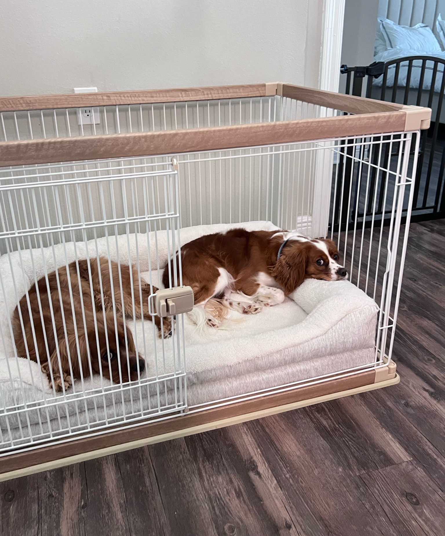 Aesthetic dog crate & dog bed

#LTKhome #LTKsalealert