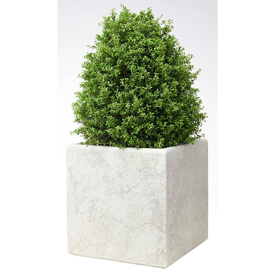 14-in W x 13.88-in H Ndt White Mixed/Composite Contemporary/Modern Indoor/Outdoor Planter | Lowe's