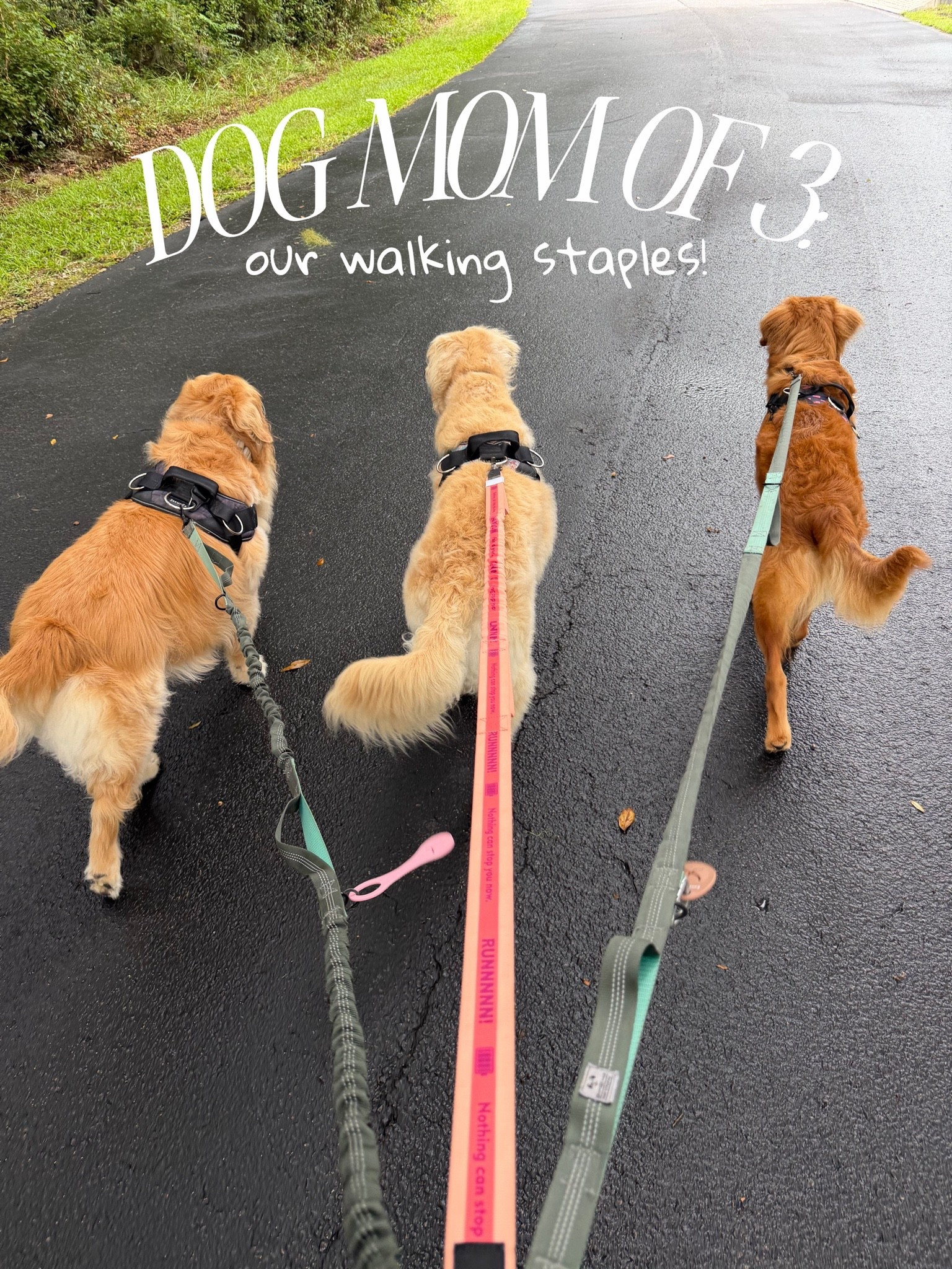 Dog mom of 3 golden retrievers — our walking staples 🫶🏼✨🐕🦴🐾 love these harnesses! Have used for several years as well as the waist leash! Makes it SO NICE to be hands free!

#LTKvlog #LTKActive
