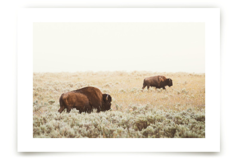 "Bison" - Photography Limited Edition Art Print by Kamala Nahas. | Minted