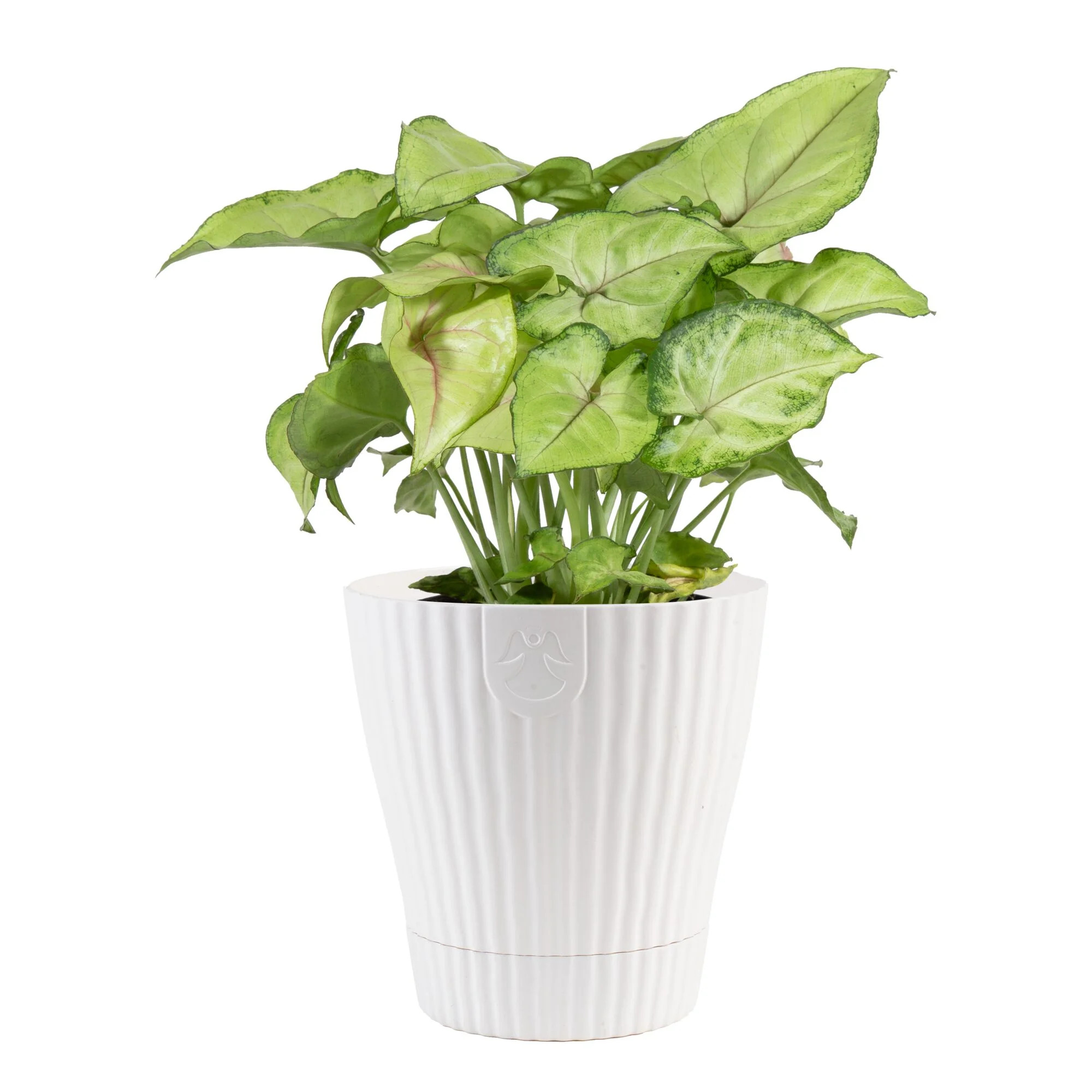 Exotic Angel Colorama Assorted 4" Foliage House Plant by Costa Farms in 4.4" Decor Pot | Walmart (US)