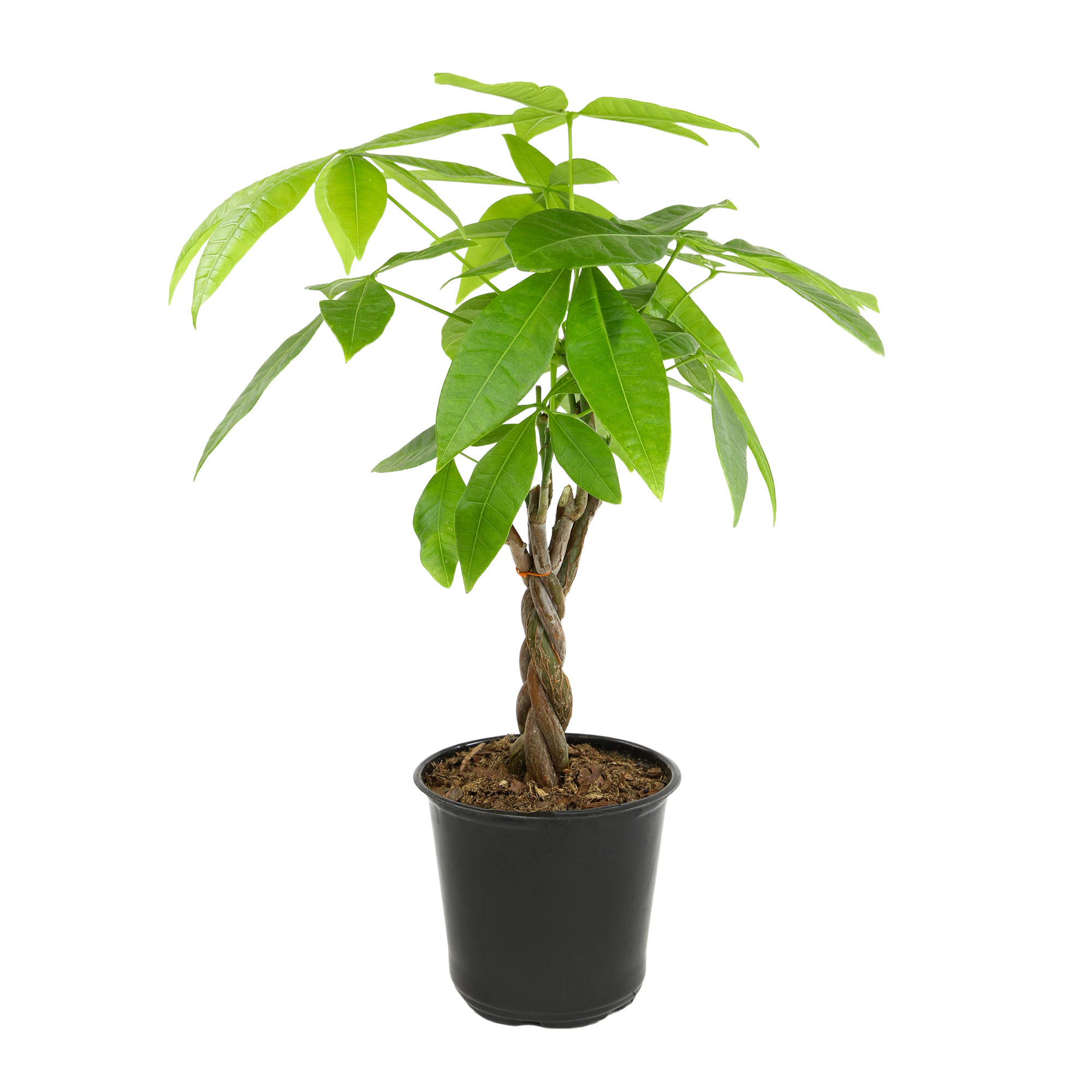 Altman Plants Money Tree House Plant in 4.25-in Pot | 0872659 | Lowe's
