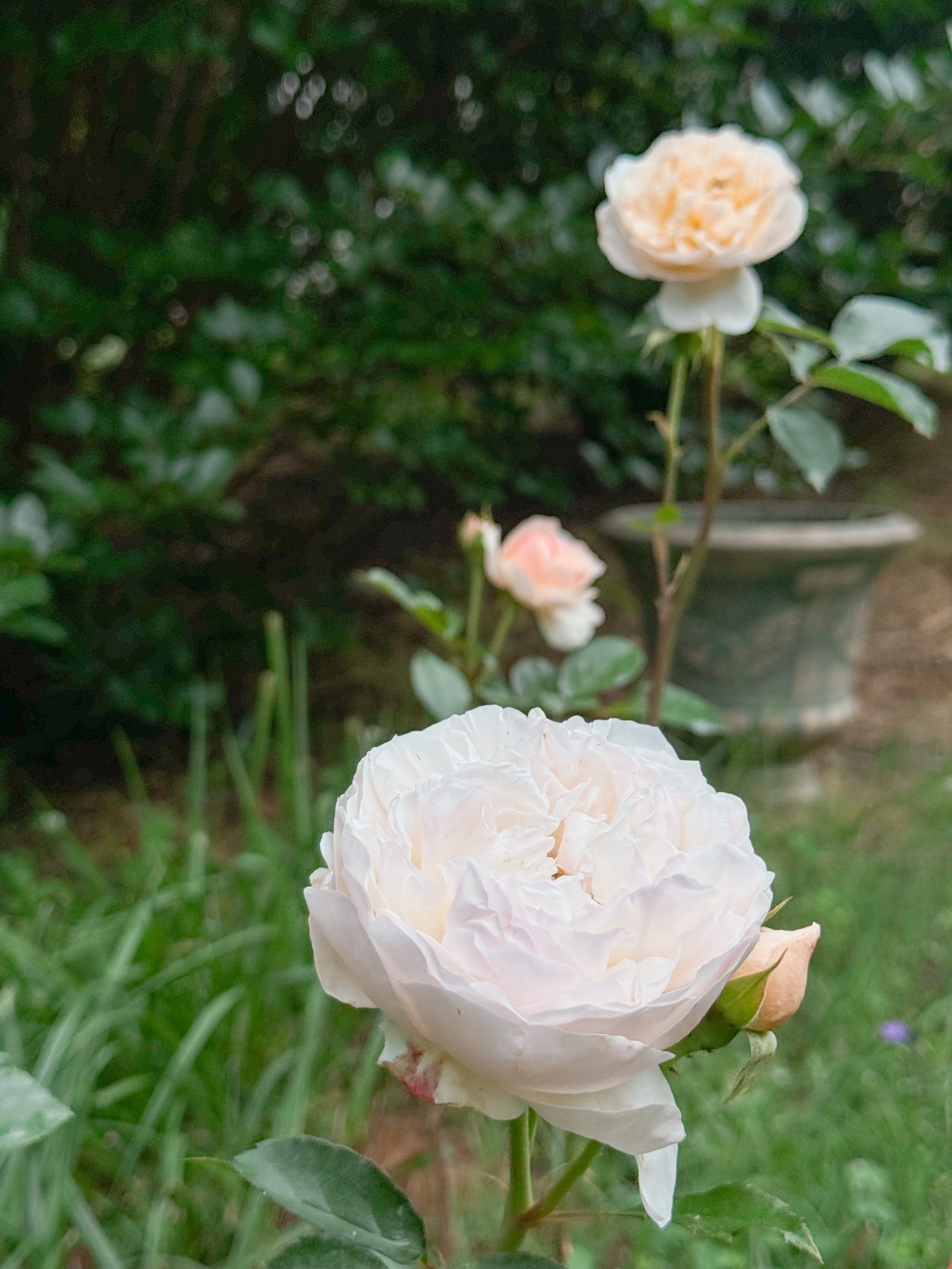 If you are hunting the once again elusive Evelyn, here you go.  

#LTKWedding #LTKActive #LTKHome