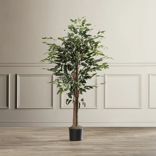 Variegated Bush Ficus Tree in Pot | Wayfair North America