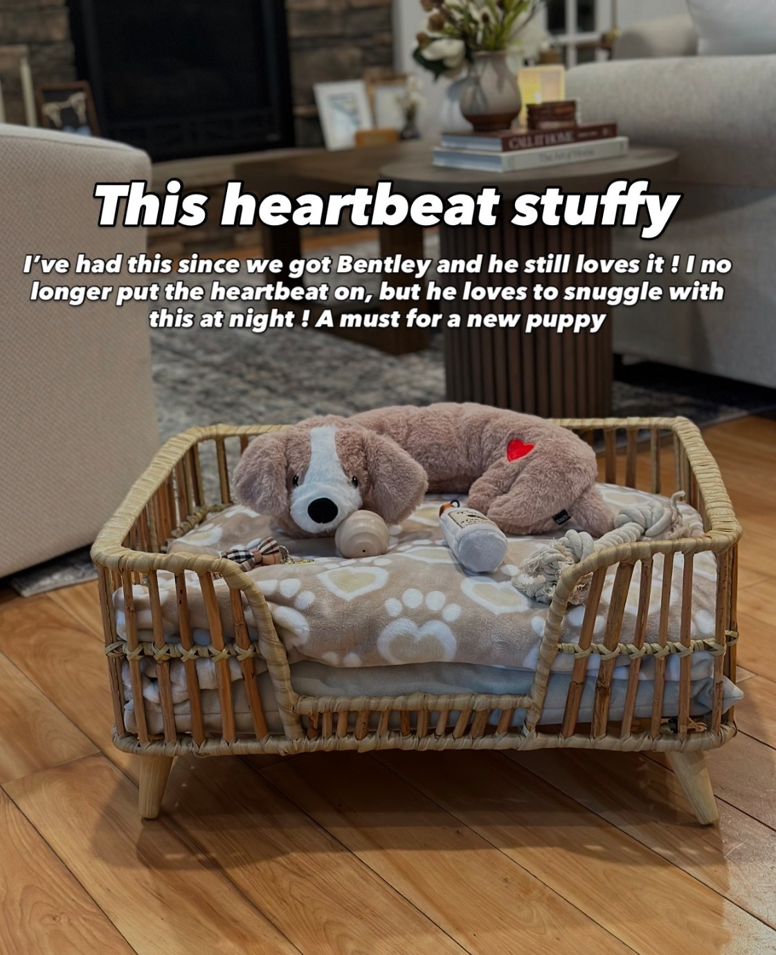 This is an absolute must for new puppies ! 

#LTKPets