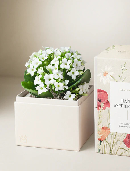 Mother's Day White Kalanchoe Garden | Lula's Garden