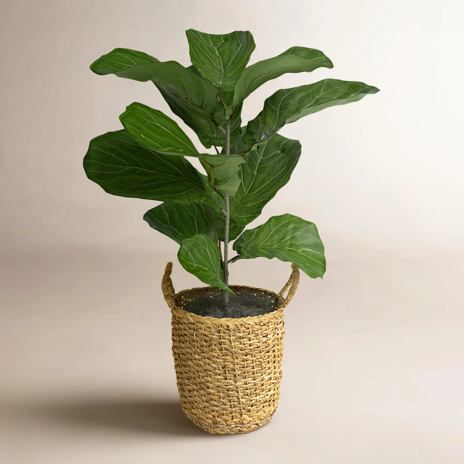 36'' Faux Fiddle Leaf Fig Plant in Wicker/Rattan Basket | Wayfair North America