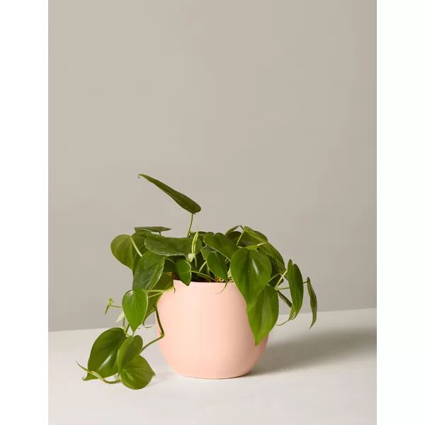 Philodendron Plant in Pot | Wayfair North America