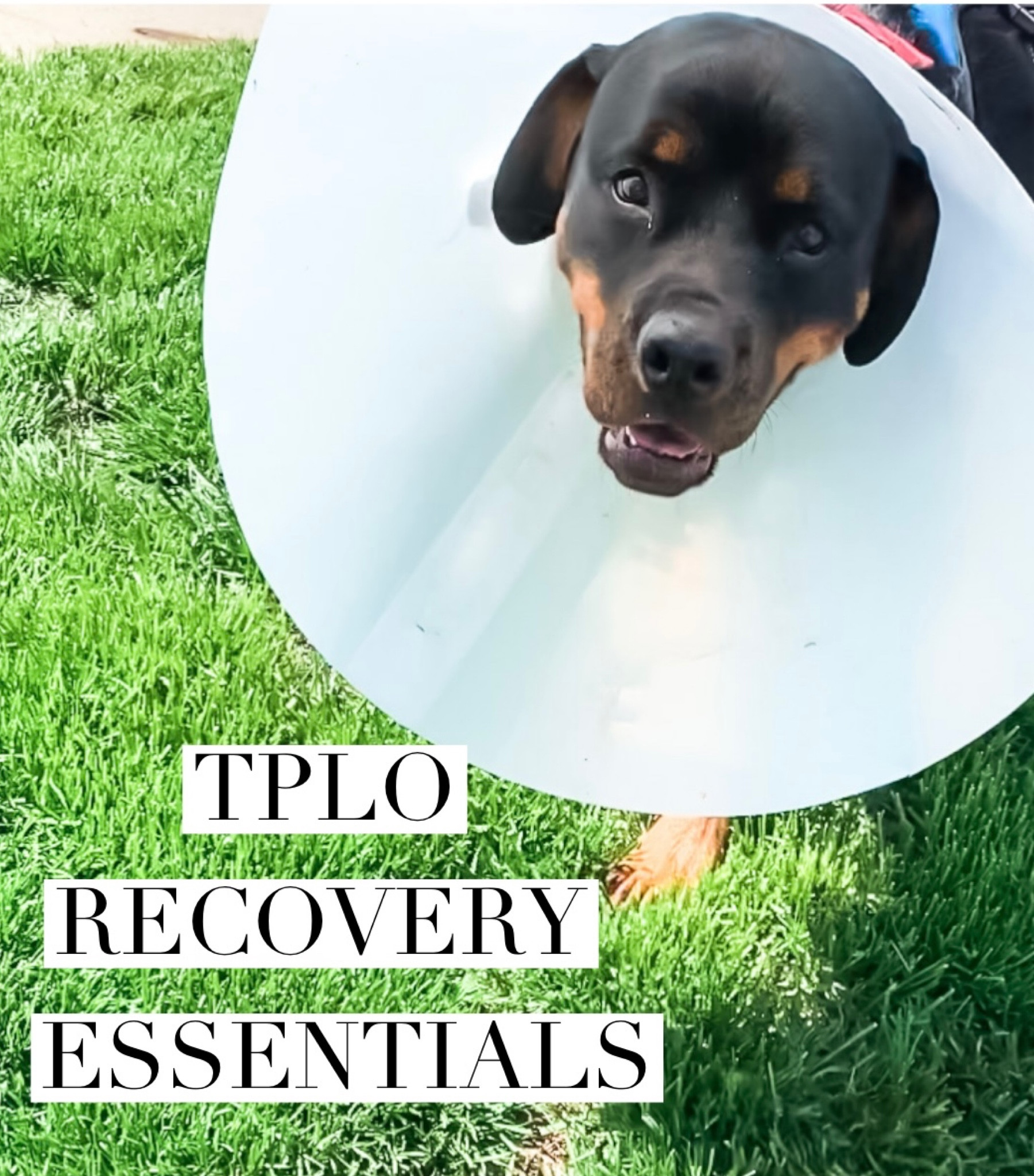 A few essentials to help your pup recovery from surgery 🐶🫶🏻💜 

amazon dog essentials | amazon pets | amazon dogs | amazon dog beds | amazon dog puzzles | TPLO surgery | TPLO recovery | dog surgery | dog recovery | dog mom | dog mama | dog harness | help em up harness | dog pajamas | dog recovery suit | dog body suit 

#LTKunder50 #LTKunder100