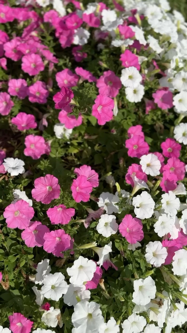 Gardening, weed removal, summer gardening hacks, gardening tips and tricks, preen, Walmart 

#LTKHome #LTKFindsUnder50 #LTKxWalmart