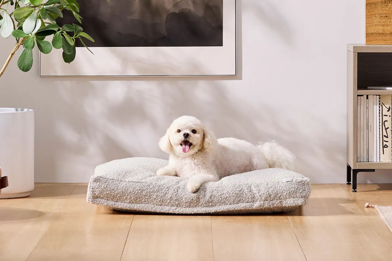 Saatva Dog Bed | Saatva Mattress