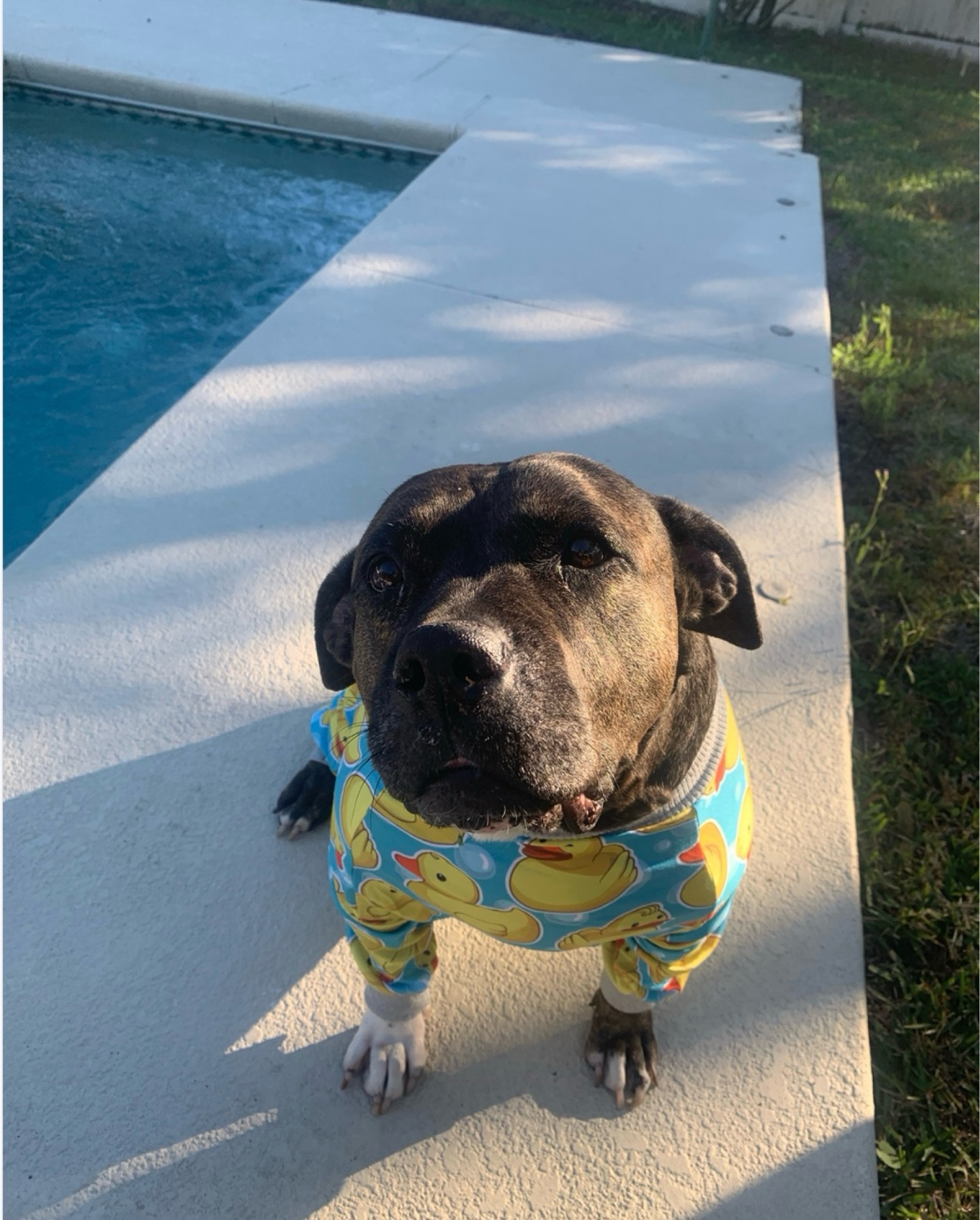 Your dog is comfier than you in these ducky PJs 🦆💛. These doggy pajamas aren’t just adorable—they’re cozy, breathable, and perfect for chilly mornings by the pool. If your pup loves snuggles, they’ll LOVE these! 🐾✨

Linking these exact pajamas + some of our other fave dog fits on my LTK! 🐶💫 Tap to shop and make your furry BFF the cutest (and coziest) pup on the block!

#DogOOTD #PajamaPup #ComfyAndCute #LTKPet #PetStyle #DuckPajamas #FurryFriendFashion #TikTokMadeMeBuyIt

#LTKKids #LTKHome #LTKGiftGuide