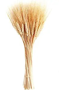 June Fox Dried Wheat Stalks, 100 Stems Wheat Sheaves for Decorating Wedding Table Home Kitchen (1... | Amazon (US)