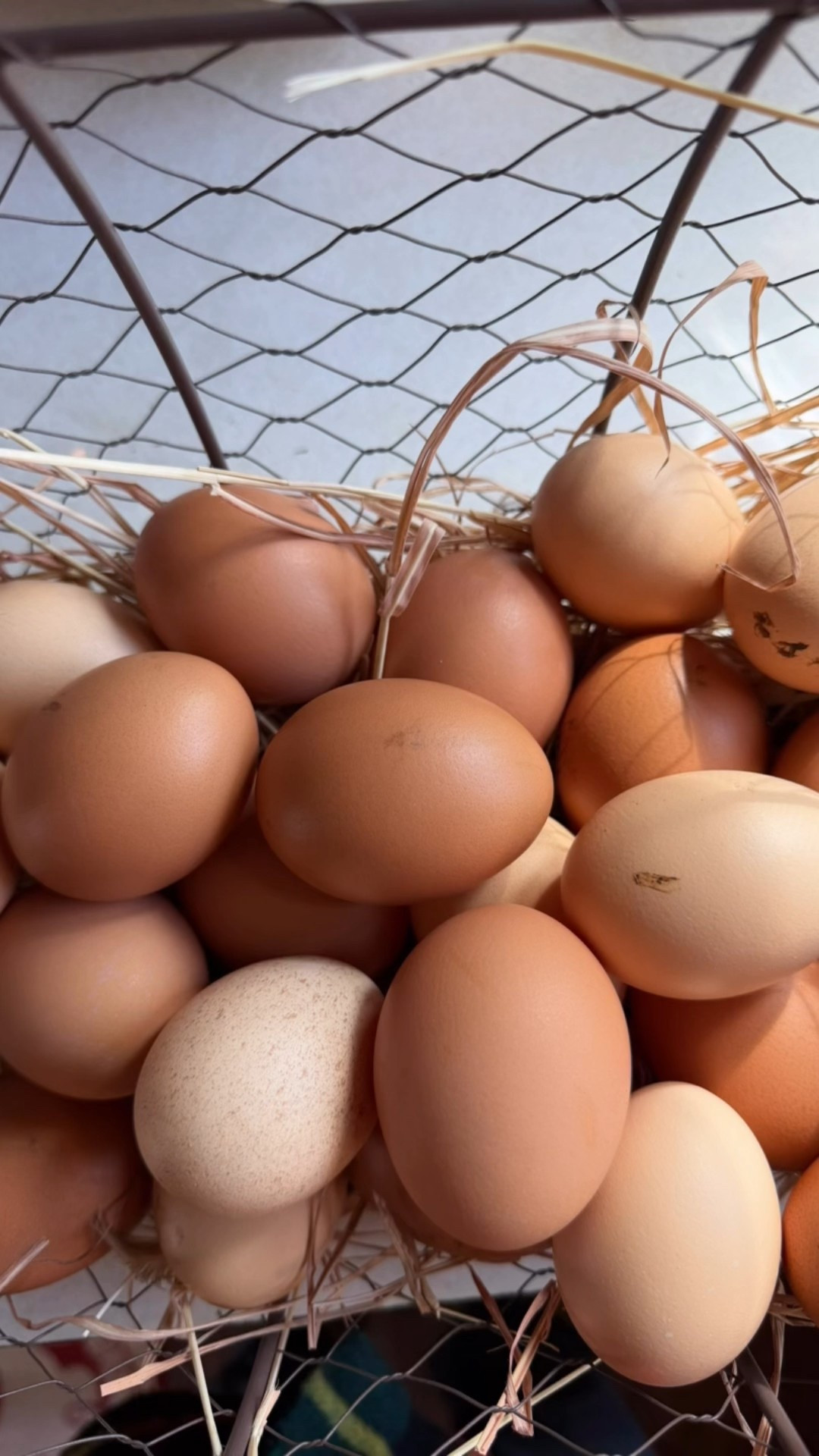 Farm Fresh color pallet courtesy of the hens. If you love giving fresh eggs, or have a friend that loves their chickens. This would be a win on both sides. Custom cartons, labels and add a ribbon. You cat go wrong  

#LTKHome #LTKGiftGuide #LTKdayinmylife