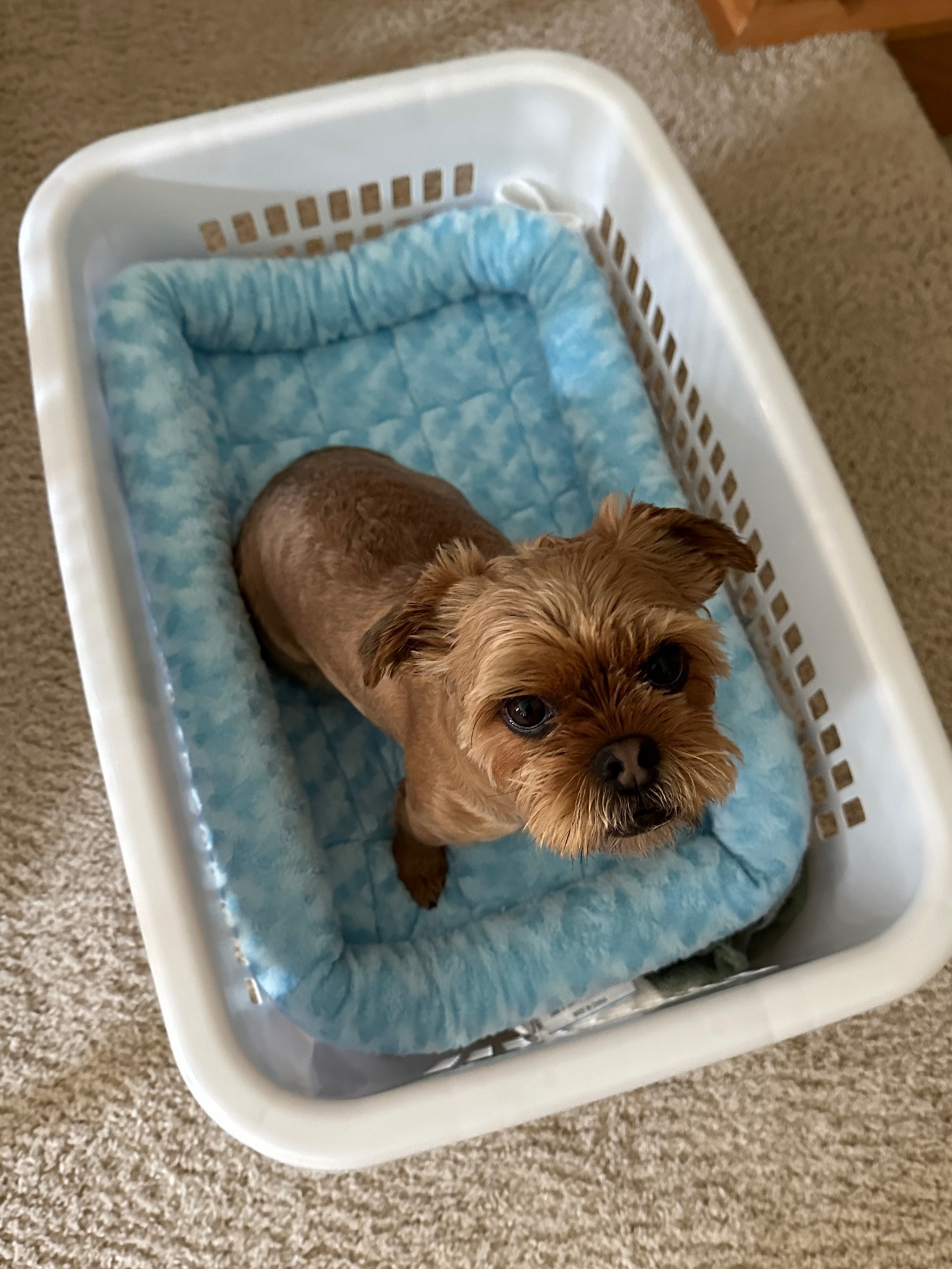 Helping mom with the laundry 🐾 Shop this pet bed at Chewy.com 

#LTKmorningroutine #LTKmomlife #LTKdayinmylife