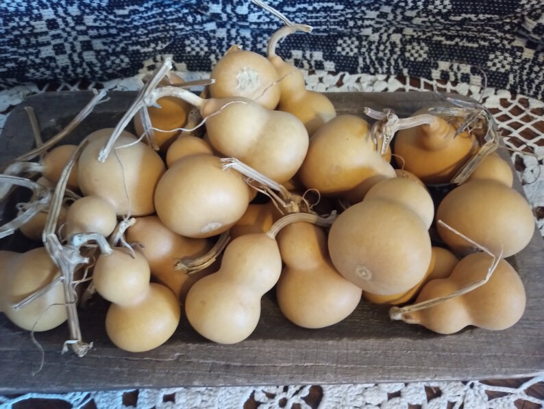 Mini Gourd Bowl Fillers, Natural Small Spinner Gourds, Primitive Bowl Fillers, Set of 5 - Etsy | Etsy (US)