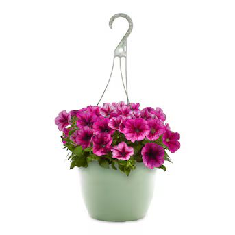 Lowe's Multicolor Petunia in 1.5-Gallons Hanging Basket | Lowe's