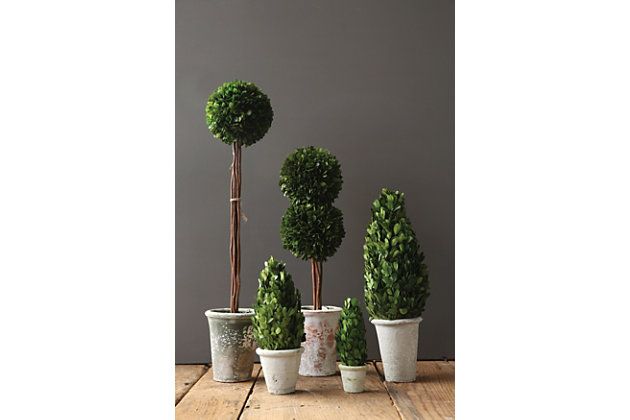 17" Preserved Boxwood Cone Topiary In Clay Pot | Ashley Homestore