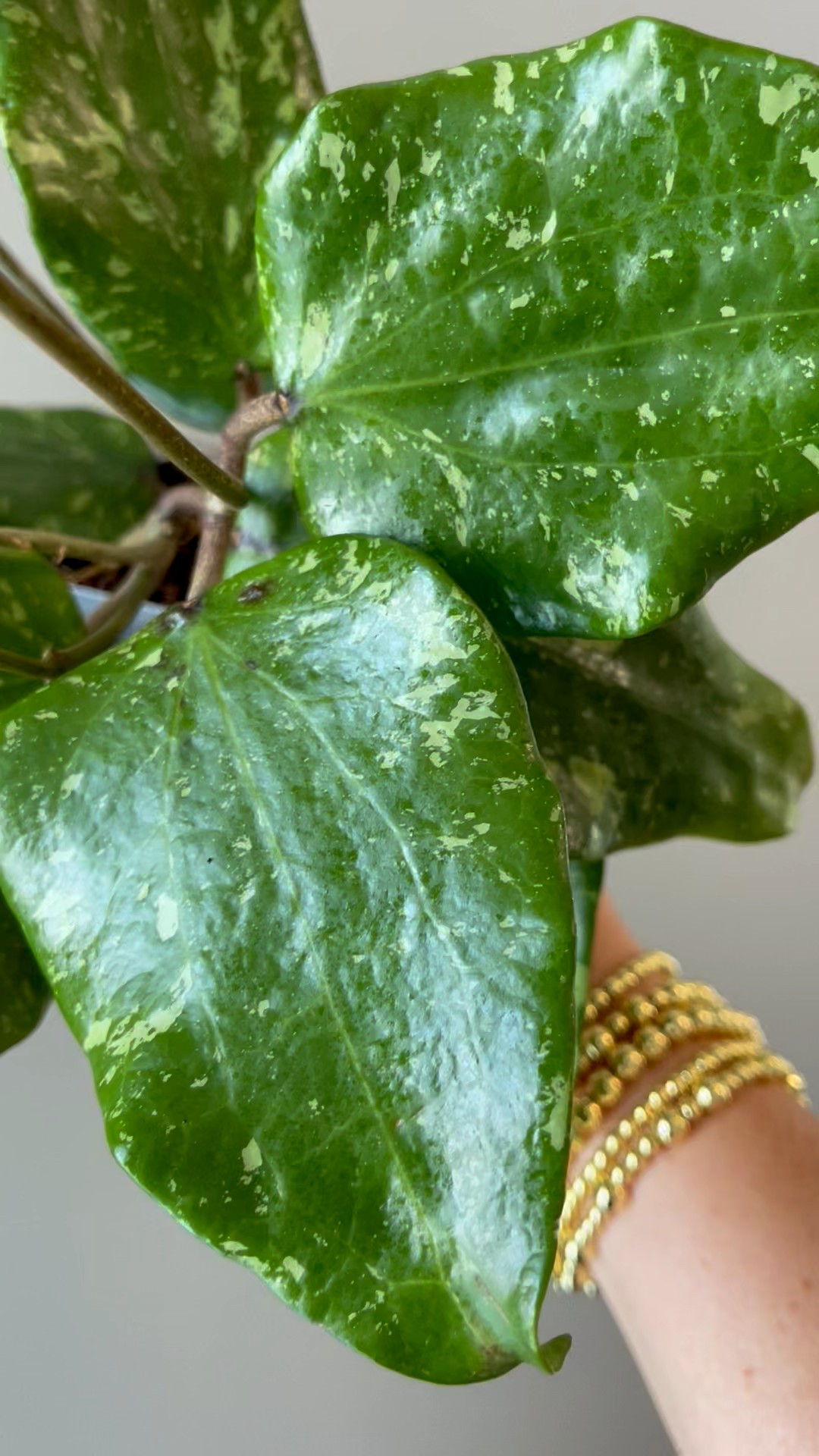 It’s so rewarding to watch a single-leaf node grow into a full, thriving plant! 

Liz’s personal experience only…every environment is different:
🪴Name: Hoya SF004 (splash)
🪴Light: outside under a deck on the west side of my home
🪴Water: when dry
🪴Avg Temp last 30 days: 87F
🪴Relative Humidity last 30 days: 62.2%
🪴Fussy: no
🪴Rareness: rare
🪴Growing Medium: coco husk
🪴Fertilizer: I apply a nutrient-rich fertilizer tailored for Hoyas approximately every other watering when the plant isn’t dormant. It’s packed with essential macro and micronutrients, it’s the best I’ve found for hoyas!
🪴Rooting Method: in my custom coco coir mix 
🪴Time In My Care: 11 months
🪴Would Liz recommend this one: yes

#ilovehoyas #hoyacollector #hoyahead #hoyaappreciation #hoyacollection #plantsmakemehappy #ihavethisthingwithplants #easilydistractedbyplants #hoyasaremyjam #hoyacollection

#LTKFindsUnder50 #LTKFindsUnder100 #LTKHome