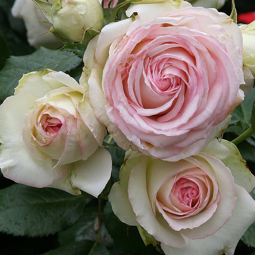Heirloom Climbing Roses, Live Own Root Plant for Outdoor Garden, Eden Climber, Lightly Fragrant, ... | Amazon (US)