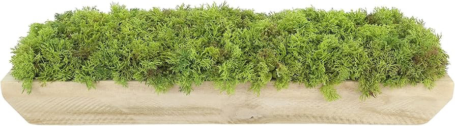 Creative Displays Faux Moss Arrangement in Wood Dough Bowl, 6" H, Made in USA for Home or Office | Amazon (US)